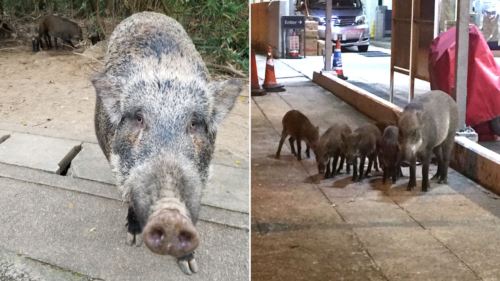 Wild boars in Hong Kong are disrupting the city | CNN