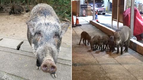 A wild boar begs passing motorists for food (left). A boar family hanging out at a petrol station (right).
