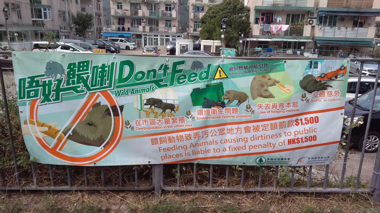 Posters warning the public not to feed wild boars are a common sight in Hong Kong.