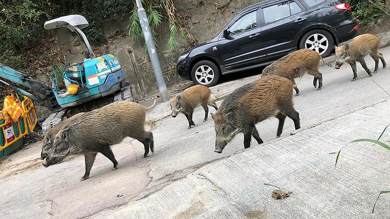 A group of boars out for a stroll in Hong Kong.