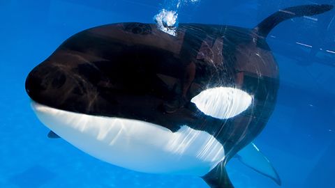 Kayla, a 30-year-old female orca, died Monday,  SeaWorld says. Five orcas remain at SeaWorld Orlando.