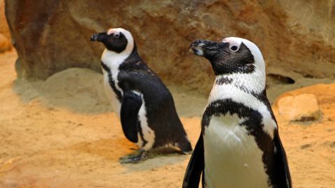 Penguins at the Two Oceans Aquarium that participated in Mafunda's work.