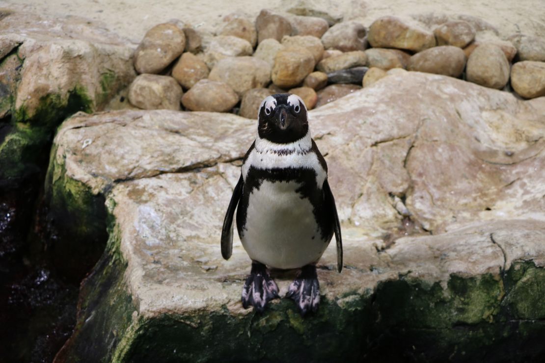 African penguins numbers have dropped sharply over the past century.