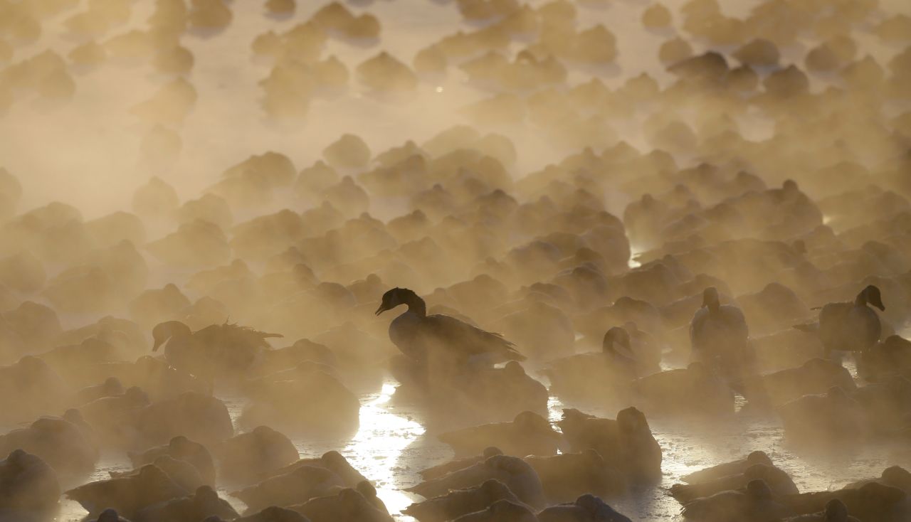 Geese huddle in the water as the sun rises at the harbor in Port Washington, Wisconsin, on January 30.