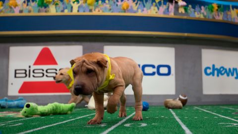 Lola, a shar-pei playing for Team Fluff, regularly wanders off the field to lick volunteers' hands. 