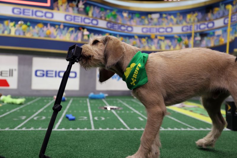 Puppy bowl 2019 store dogs