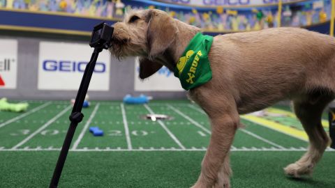 A member of Team Ruff gets distracted during the game and stops to lick a camera.
 
