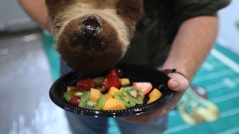 Shirley the rescue sloth enjoys eating fruit while waiting to serve as co-referee of the Pupply Bowl with Dan Schachner.