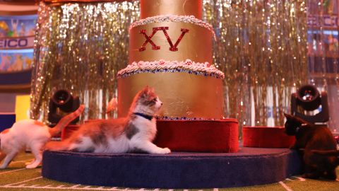 Twenty kittens prepare for the halftime show, during which one lucky kitten will jump out of a giant cake. 