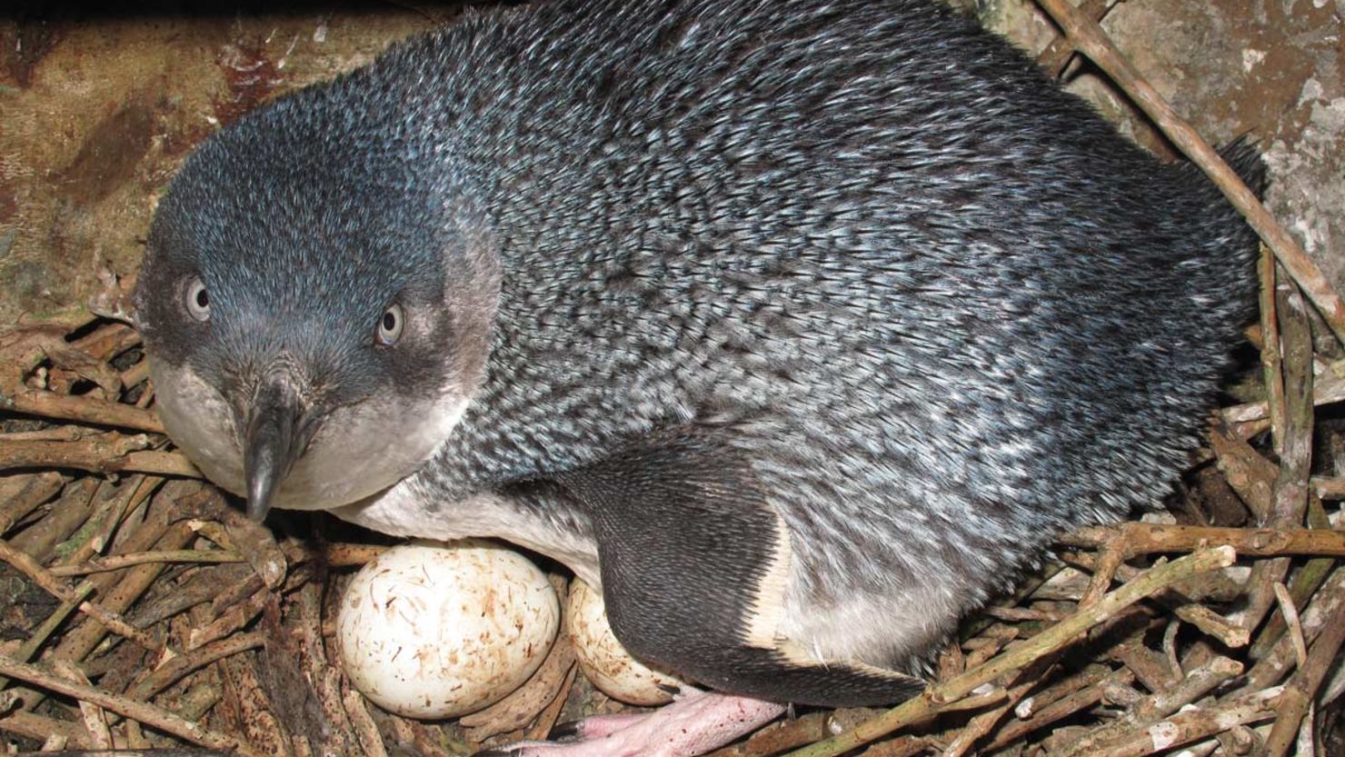 A little blue penguin is seen in a nest.