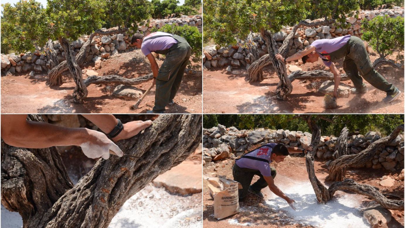<strong>Cultivation process: </strong>Mastiha production -- clockwise from top left -- starts with weeding an area below the tree and sweeping it clean, then a "table" is created with limestone for the resin to fall onto, finally, surface incisions are made once the substance has congealed.