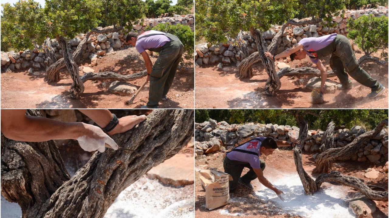 <strong>Cultivation process: </strong>Mastiha production -- clockwise from top left -- starts with weeding an area below the tree and sweeping it clean, then a "table" is created with limestone for the resin to fall onto, finally, surface incisions are made once the substance has congealed.