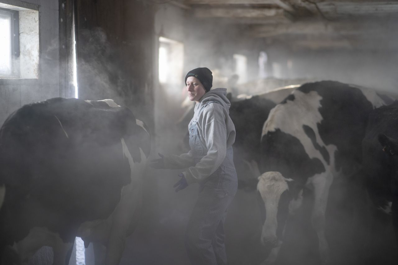 Emily Pieper leads cows to the milking parlor at Metogga Lake Dairy in New Prague, Minnesota, on January 30.