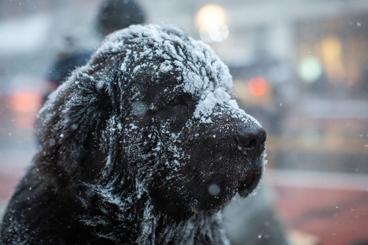 A Newfoundland dog stands on a bench as snow flurries hit New York City on January 30.