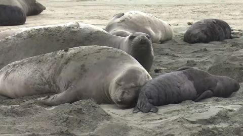 Roughly 60 elephant seals toppled a fence and made Drakes Beach their new home.