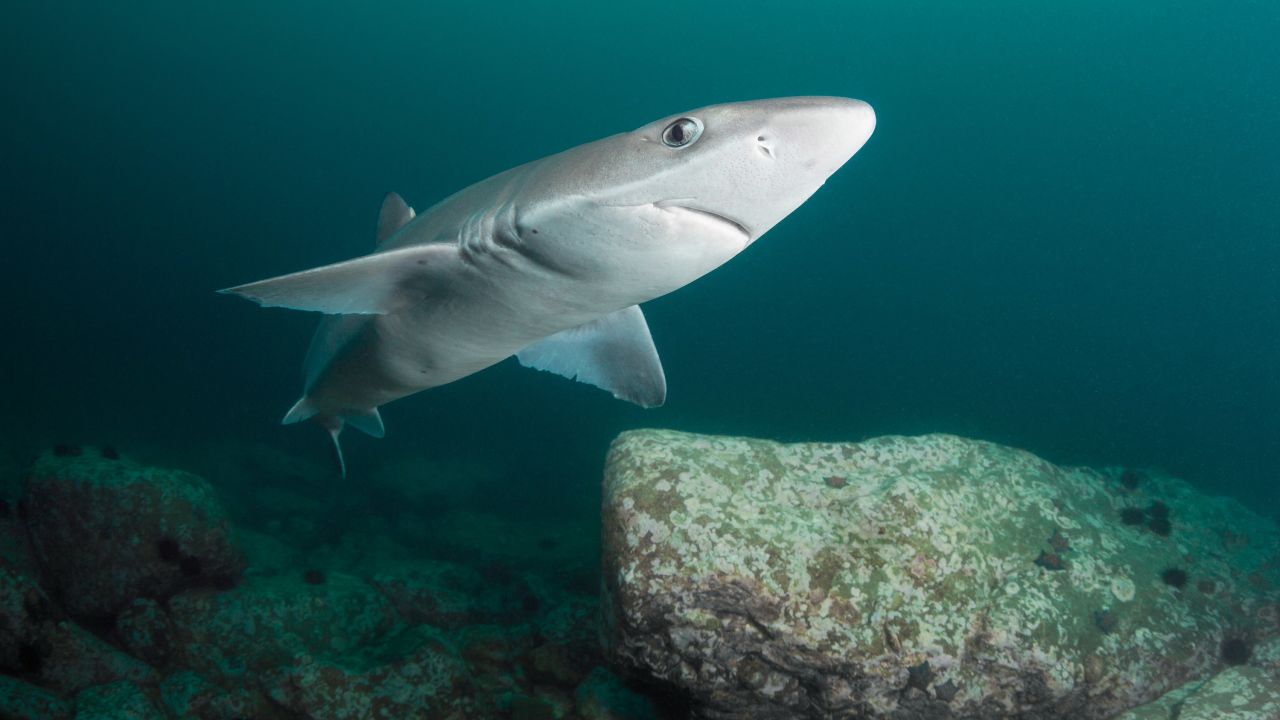 The spiny dogfish is considered endangered in Europe, and vulnerable globally.