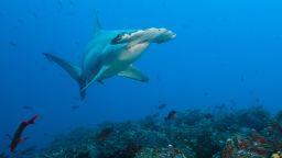 Fins were found on sale belonging to the globally endangered scalloped hammerhead shark.