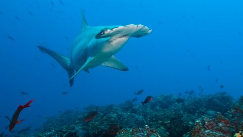 Fins were found on sale belonging to the globally endangered scalloped hammerhead shark.