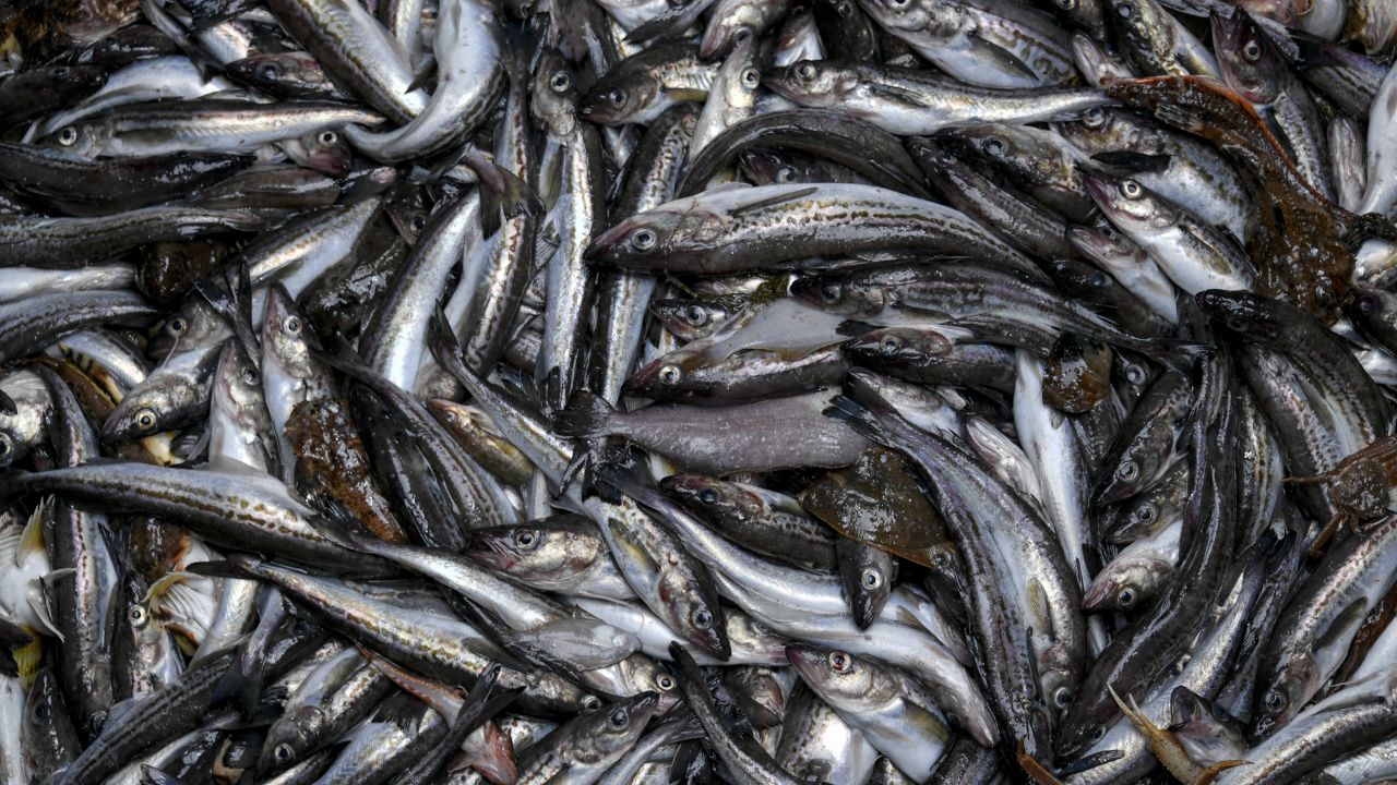 PRIMORYE TERRITORY, RUSSIA - MAY 29, 2018: Alaska Pollock in the hold of the Uraganny seiner (MRS-450) of the Dobroflot Fishing Company. Yuri Smityuk/TASS (Photo by Yuri Smityuk\TASS via Getty Images)