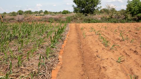 The field on the left uses climate-smart agricultural technique of mulching, so maize has been able to grow better and will produce more food.