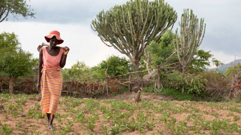 Tarisai Mubhoyi, 43, farms her field of ground nuts that she's been able to grow despite the drought.