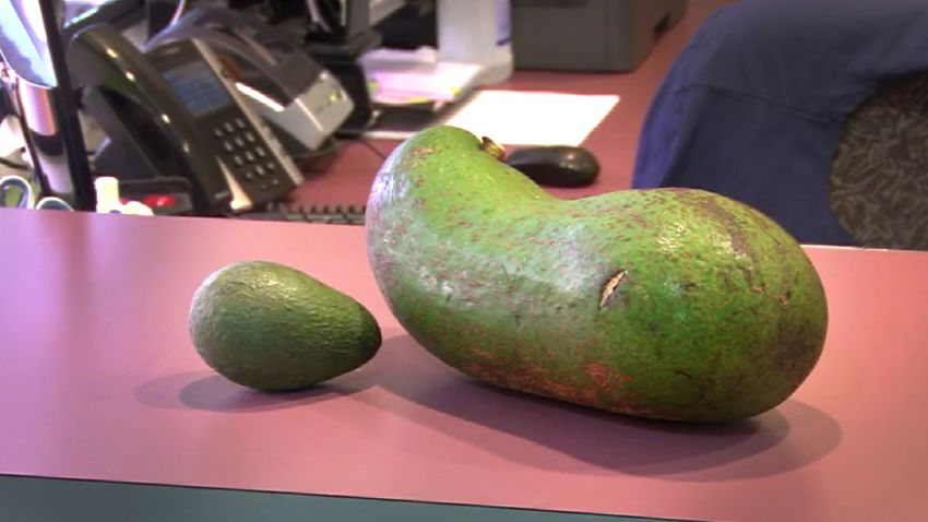 worlds heaviest avocado travel newssource