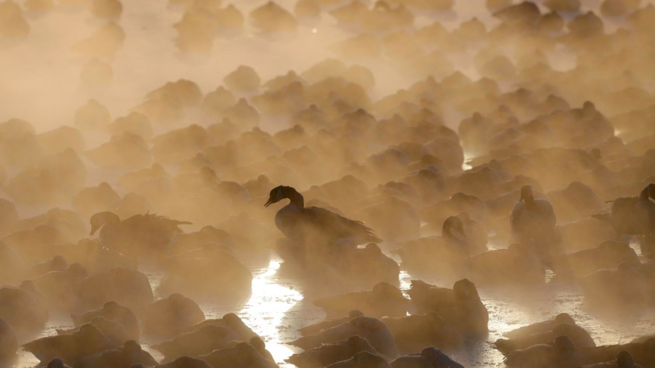 Geese huddle at the harbor in Port Washington, Wisconsin, on Wednesday.