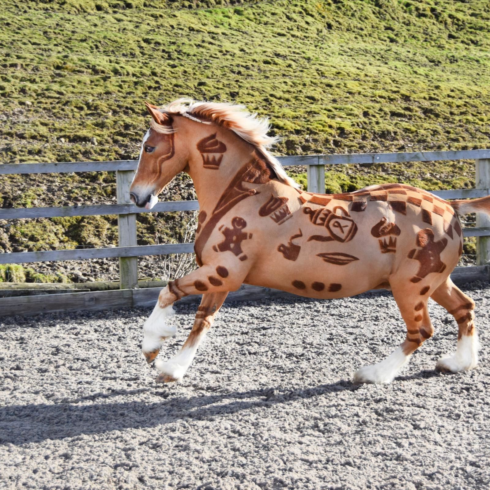 herramienta Morbosidad Evaluable Meet the 'Horse Barber' creating spectacular designs | CNN