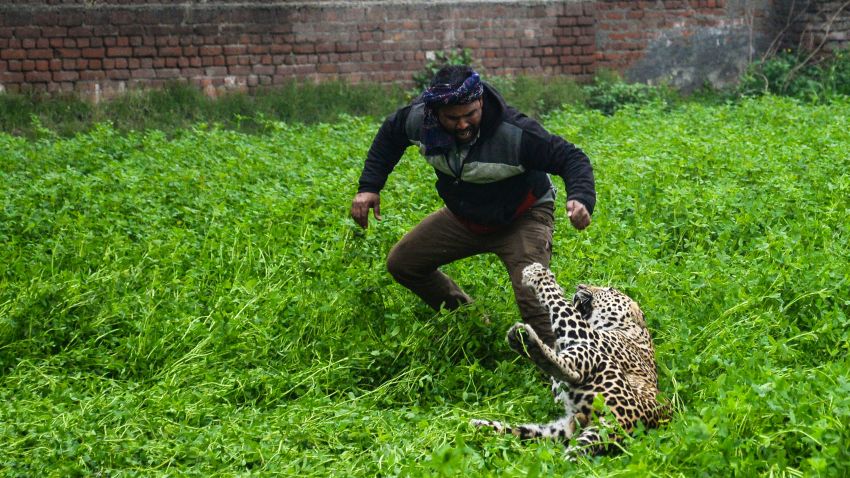 Panicked Leopard Goes On Rampage In Indian Village Cnn 