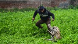 TOPSHOT - A leopard attacks an Indian man in Lamba Pind area in Jalandhar on January 31, 2019. - After a leopard was spotted in a house in Lamba Pind area of Jalandhar city, subsequent attempts to capture it led to the animal attacking at least six people, though none was injured seriously, local media said. (Photo by SHAMMI MEHRA / AFP)        (Photo credit should read SHAMMI MEHRA/AFP/Getty Images)