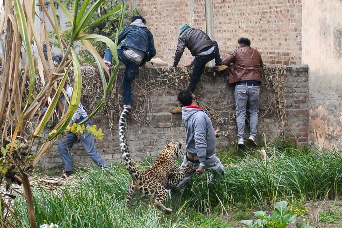 How to avoid a leopard attack - Discover Wildlife