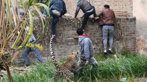 A leopard attacks an Indian man as others climb a wall to get away from the animal in Lamba village, on January 31, 2019.