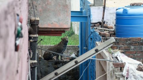A leopard that has attacked residents is spotted near a house in Lamba village on January 31, 2019.