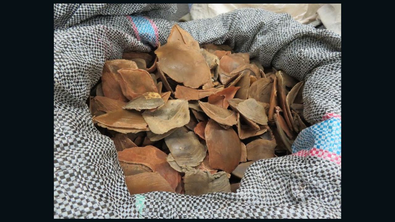 Pangolin scales seized from the raid.