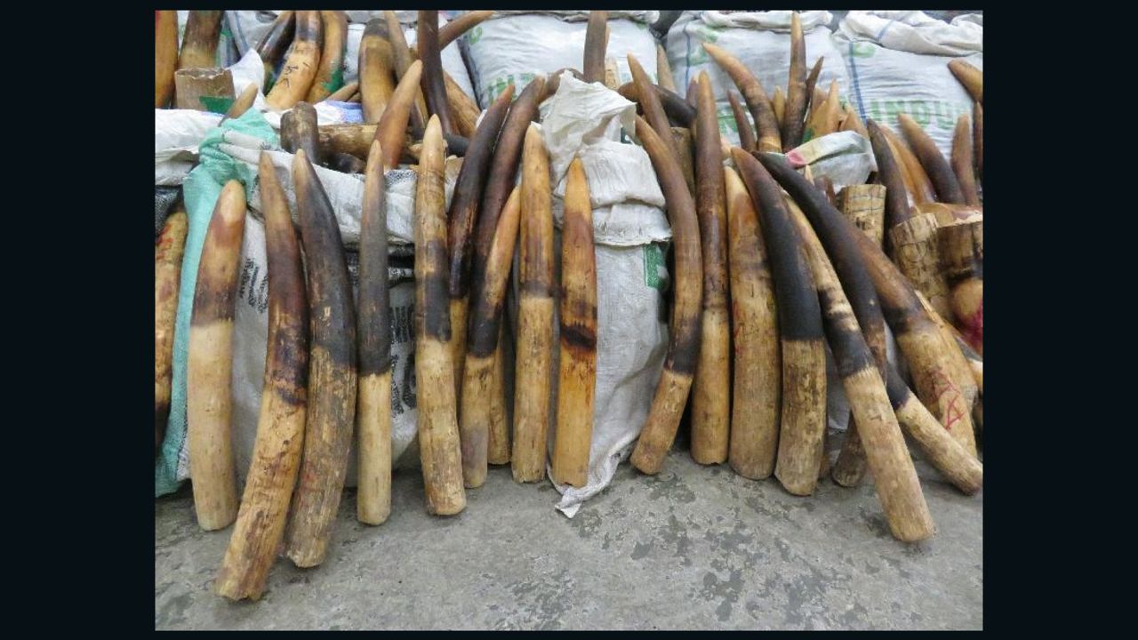 Ivory tusks seized from the raid. 