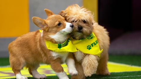 puppy bowl 2019 2