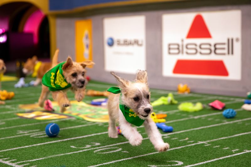 how to get your puppy in the puppy bowl