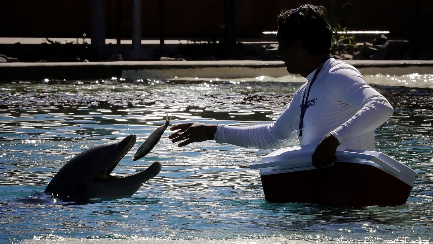 After the death of a fourth dolphin, Dolphinaris Arizona, a Scottsdale aquatic facility, announced that it will temporarily close for a reevaluation by an outside panel of experts. 