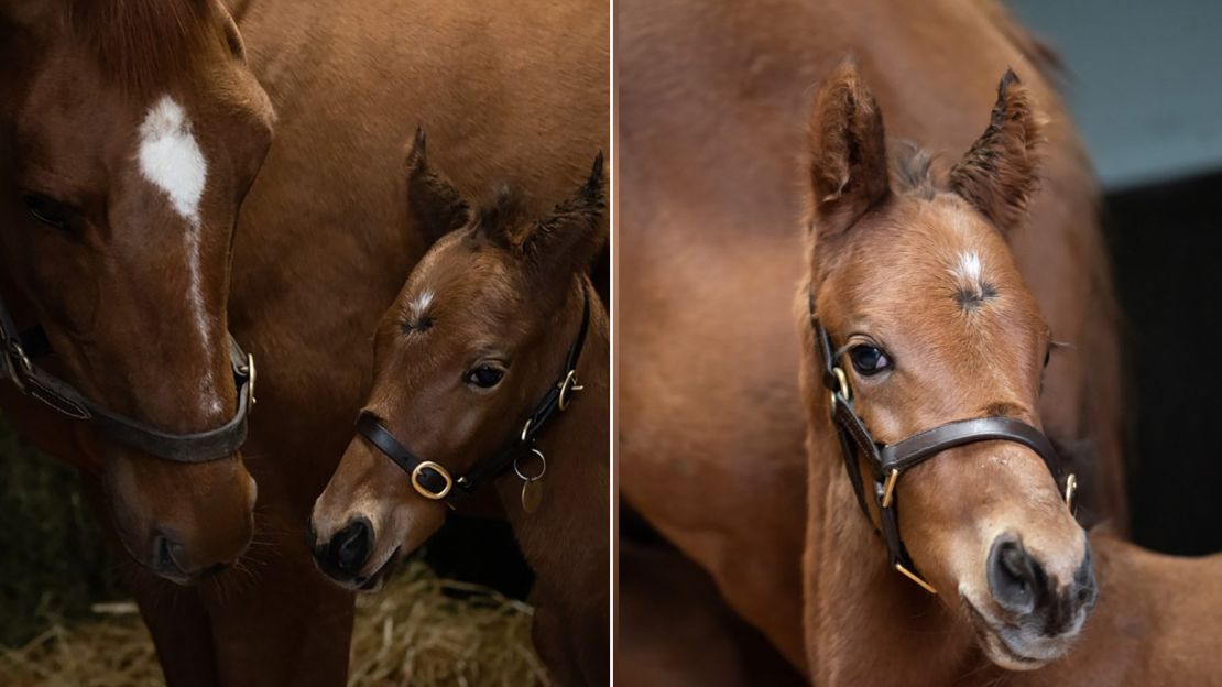 Annie Power with her first foal. Credit: Twitter/@coolmorestud