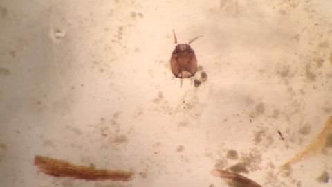 An up-close look at a chironomid's head capsule.