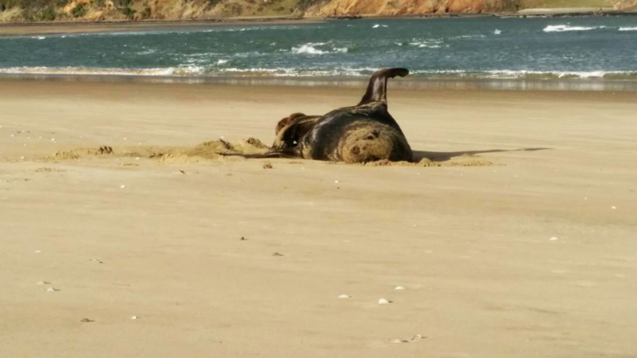 Did you take this picture? This image of a leopard seal was found on the USB thumb drive.