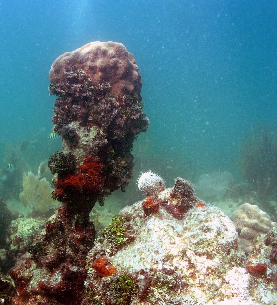 A reef with little living coral and extensive bioerosion in the Florida Keys.