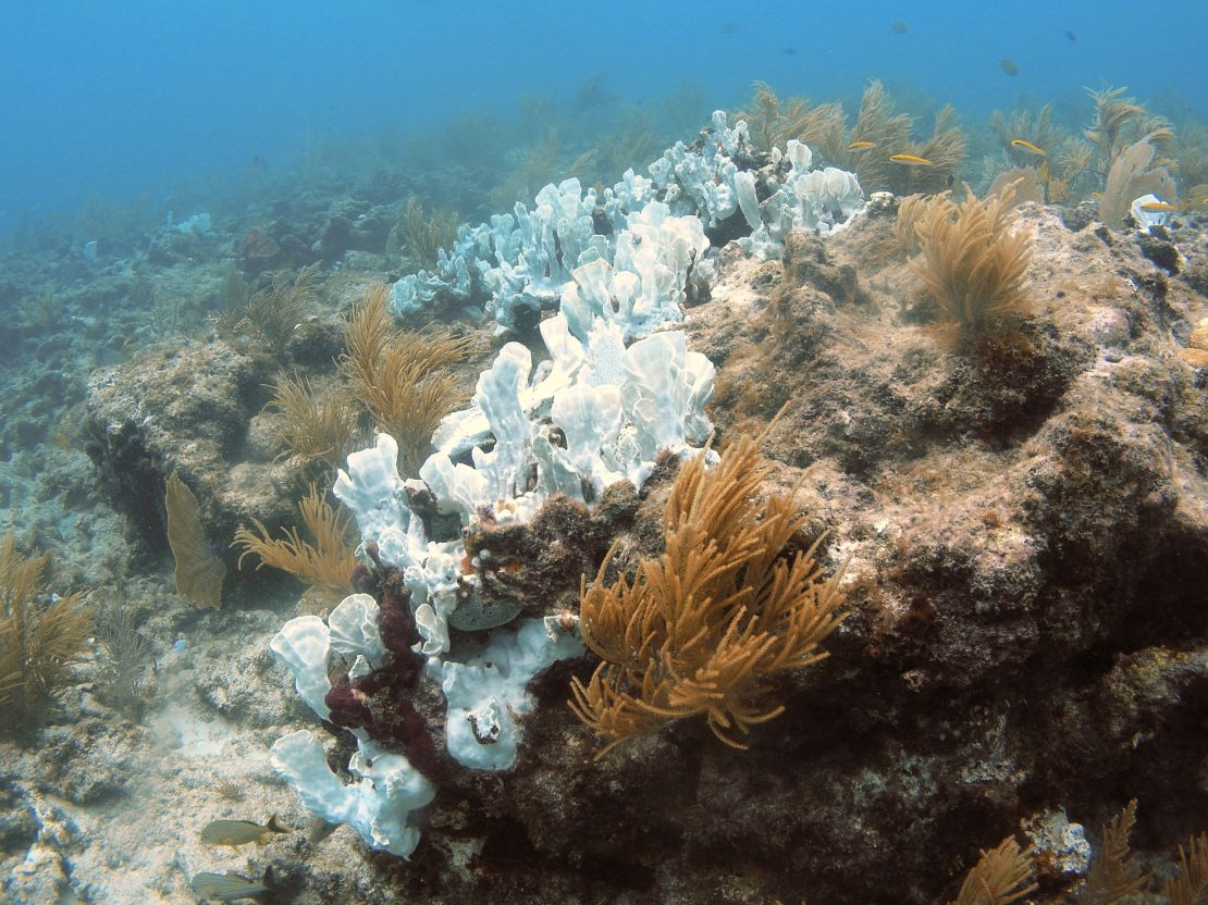 Colonies of coral that have lost their symbiotic algae, or bleached, on a reef off of Islamorada, Florida.