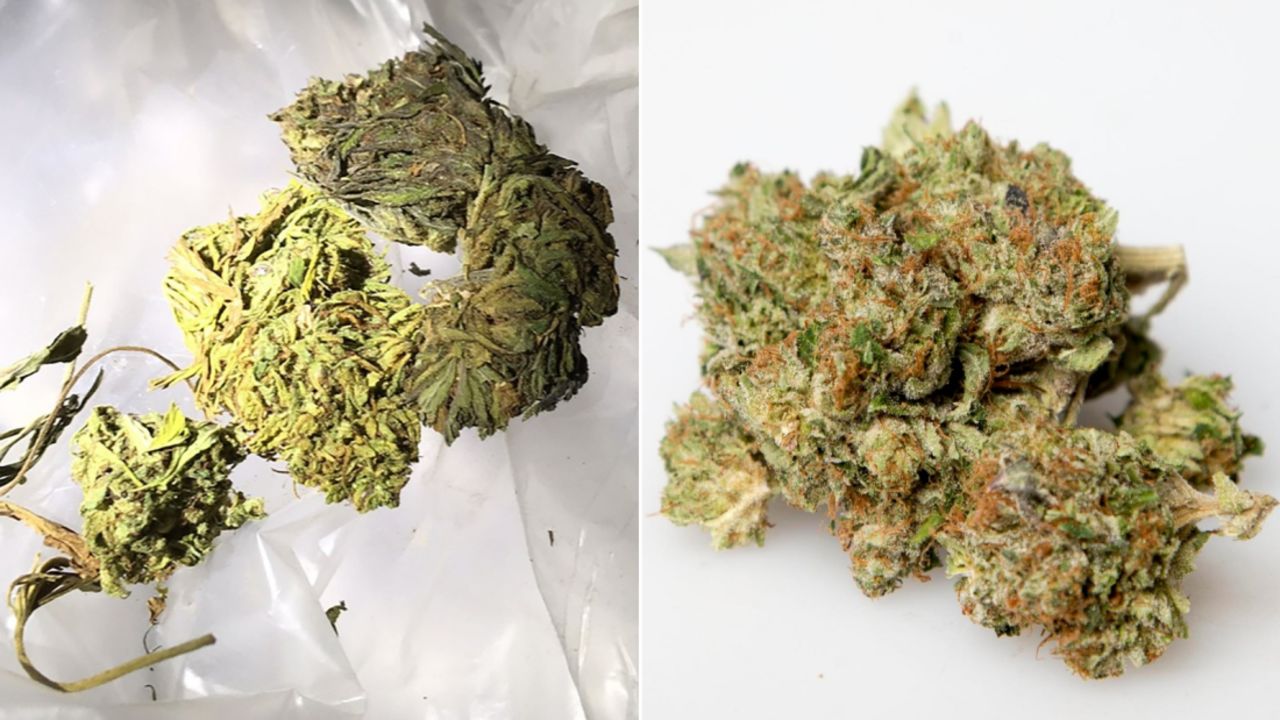 On the left, is Big Sky Scientific's hemp that was seized by the Idaho State Police.  On the right, is marijuana.