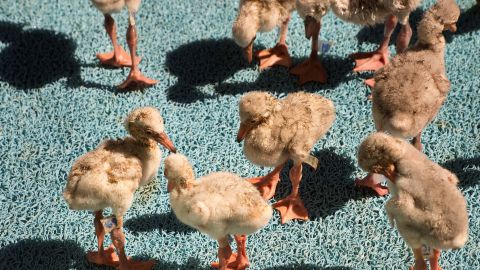 Flamingo chicks bask and preen in the sunshine.
