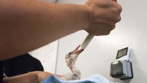 A volunteer feeds a rescued Lesser Flamingo chicks, treated at the Southern African Foundation for the Conservation of Coastal Birds (SANCCOB) rescue center.