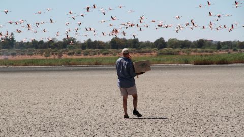 A volunteer collects flamingo chicks at the Kamfers Dam near Kimberley, South Africa.