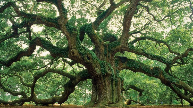 <strong>Johns Island, South Carolina: </strong>On nearby Johns Island, the Angel Oak Tree draws visitors to marvel at its massive reach.