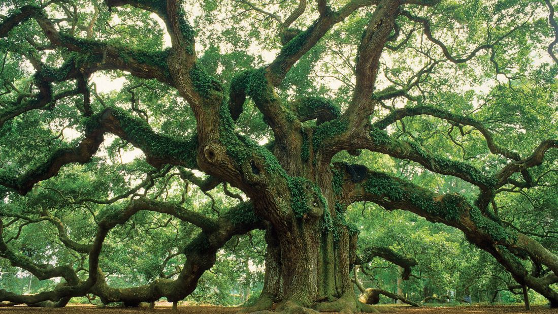 <strong>Johns Island, South Carolina: </strong>On nearby Johns Island, the Angel Oak Tree draws visitors to marvel at its massive reach.
