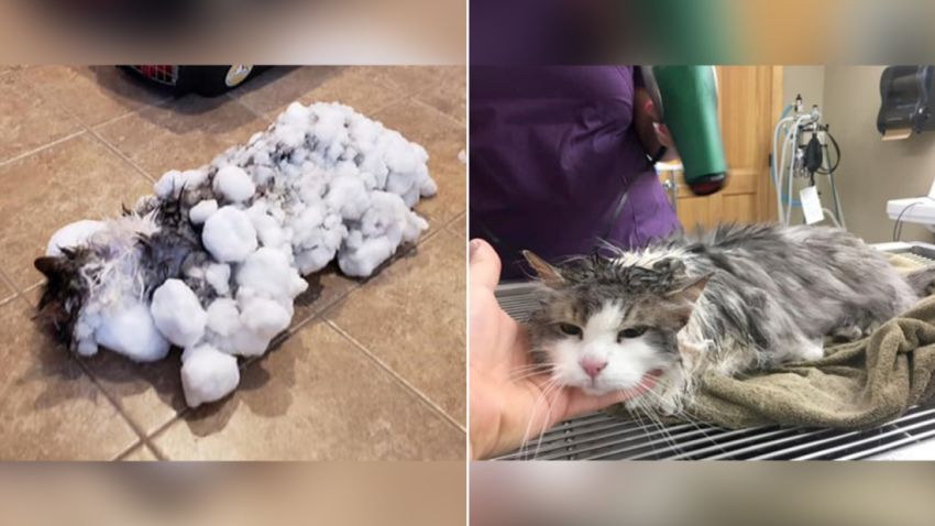 Fluffy the cat buried in snow was brought in to a vet frozen and unresponsive. Her temperature was very low but after many hours she recovered and is now completely normal. CREDIT: Courtesy Animal Clinic of Kalispell